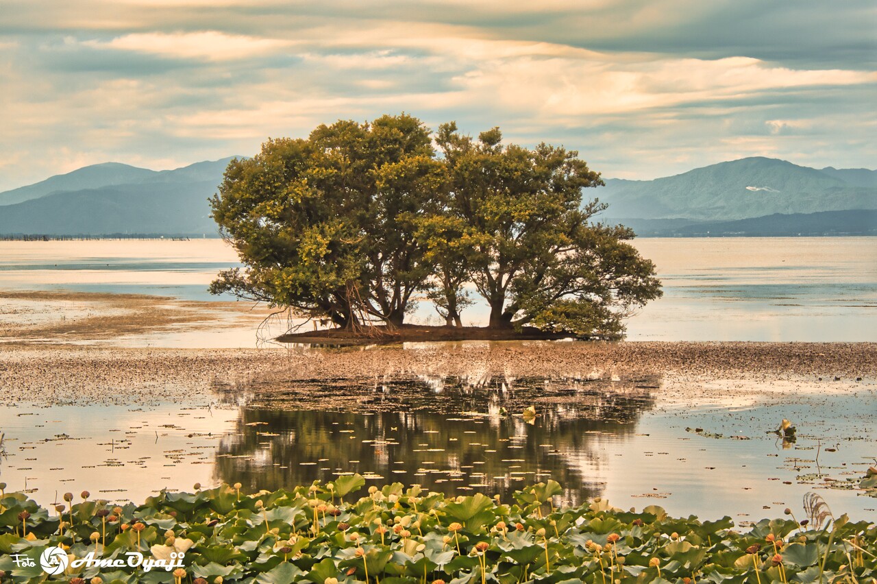 水中木 幻想的で力強さを感じる琵琶湖の絶景スポット 絶景に出逢いたくて ひとり旅 ワンシーンに想いを込めて