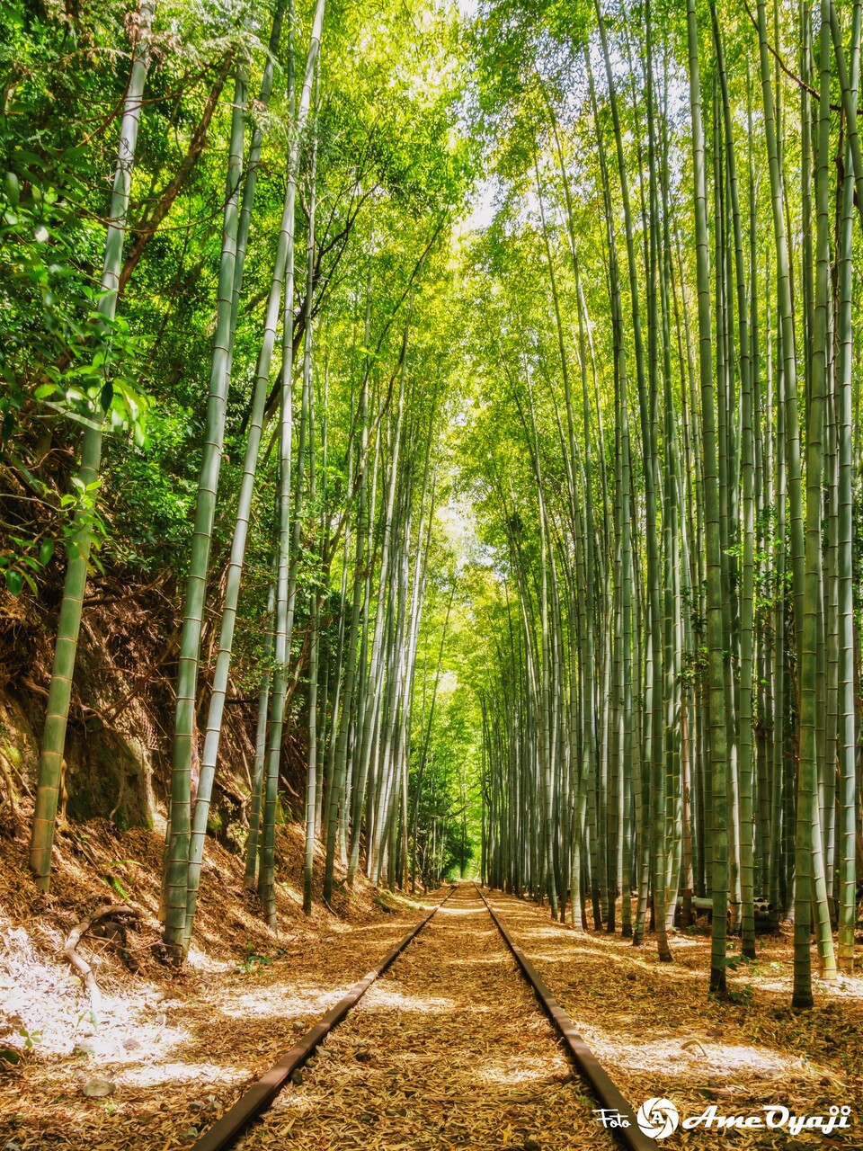 旧国鉄倉吉線廃線跡 日本一美しい廃線跡と噂される竹林を通る線路 絶景に出逢いたくて ひとり旅 ワンシーンに想いを込めて