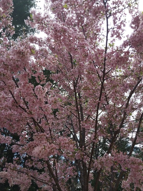 sakura