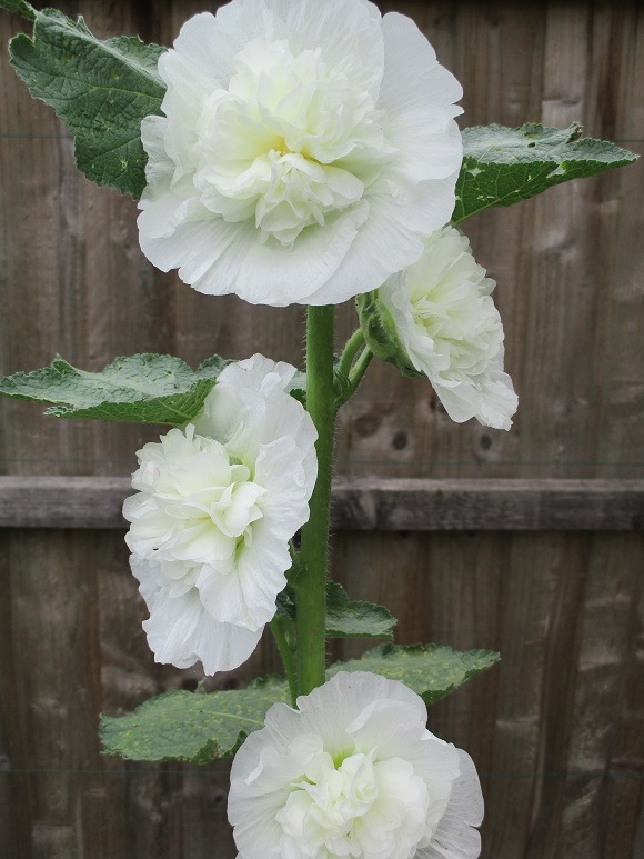 9a844e25.jpg
