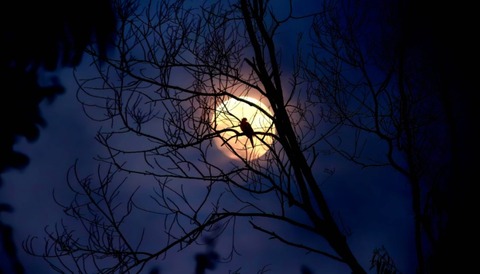 夜