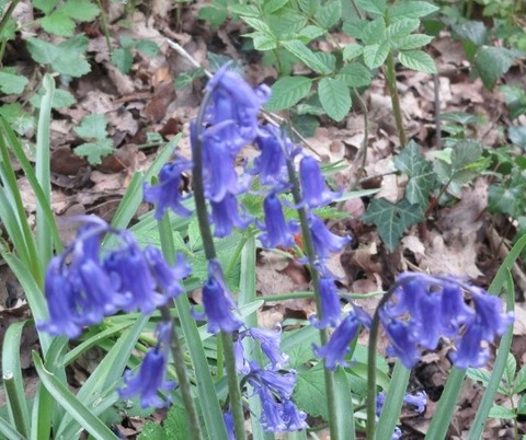 blue