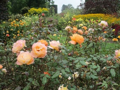 rose_1