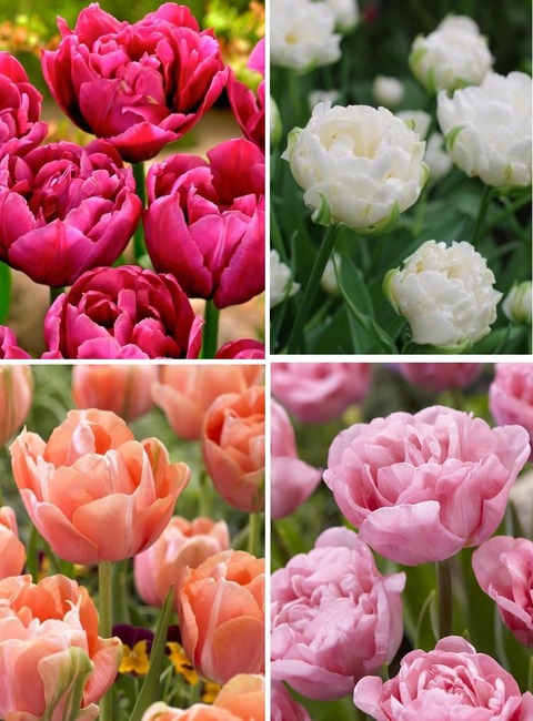 tulip