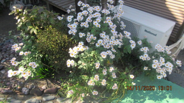 菊の花が満開です American7のblog