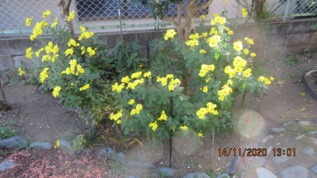 菊の花が満開です American7のblog