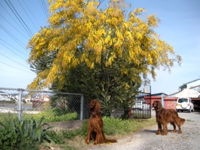 アカシア Ami Andy Blog