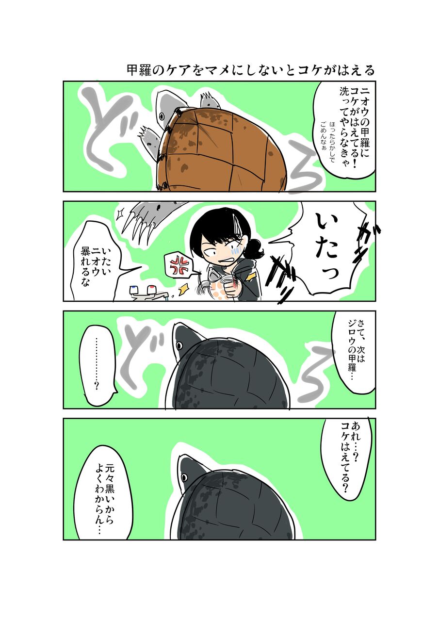 カメは今 何を思う 17 甲羅のケアをマメにしないとコケがはえる あみあきひこ漫画描きブログ カメは今 何を思う 17 甲羅のケアをマメにしないとコケがはえる あみあきひこ漫画描きブログ