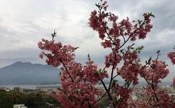 sakura2