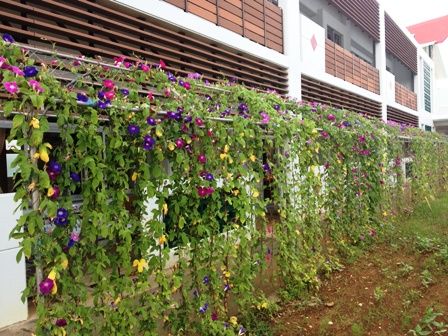あさがおのグリーンカーテン 宮古島市立平良第一小学校校長通信