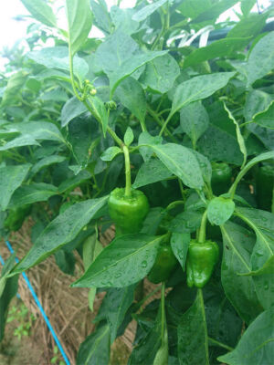 野菜泥棒あらわる ー ノ ピーマンやられました Tot 元気でamigo