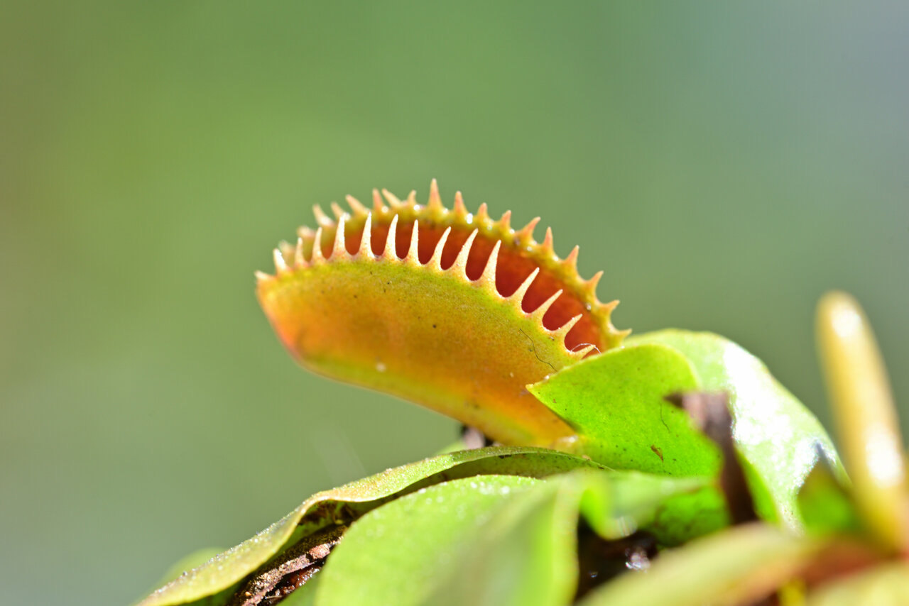 我が家の食虫植物 はえとり草 Amigoの徒然フォト日記 我が家の食虫植物 はえとり草 Amigoの徒然フォト日記