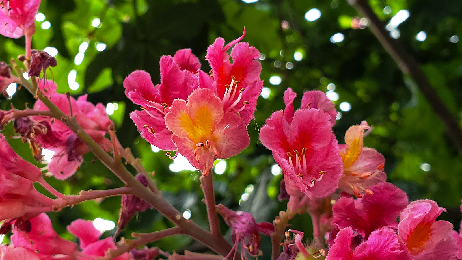 旅の日の紅花橡木 徒然なる阿弥慈の熊谷さんぽ 旅の日の紅花橡木 徒然なる阿弥慈の熊谷さんぽ