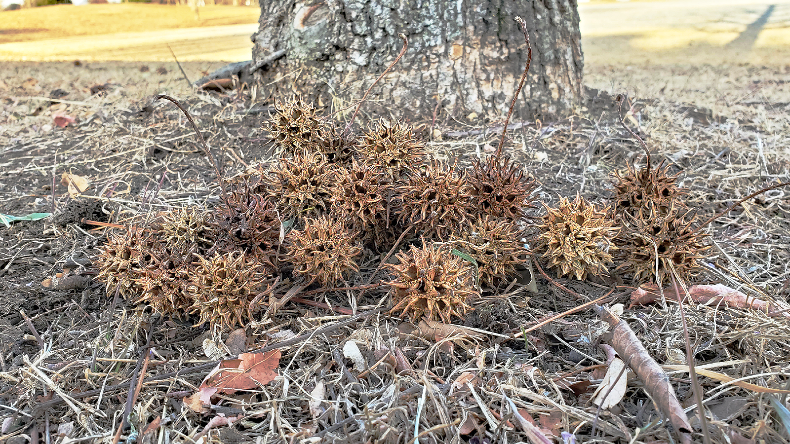 紅葉葉楓の実 徒然なる阿弥慈の熊谷さんぽ