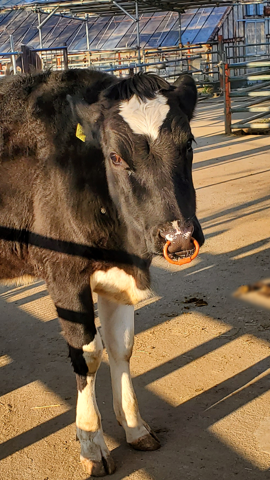 ハートの牛 徒然なる阿弥慈の熊谷さんぽ
