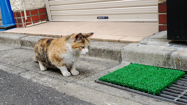 ネコ、野良猫