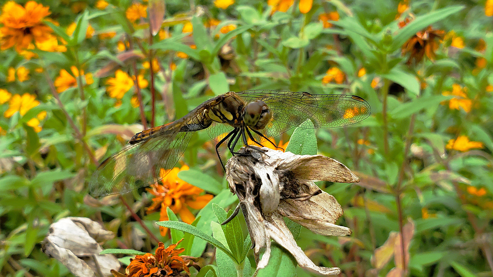 秋の晴れ間の昆虫撮集part 徒然なる阿弥慈の熊谷さんぽ 秋の晴れ間の昆虫撮集part 徒然なる阿弥慈の熊谷さんぽ