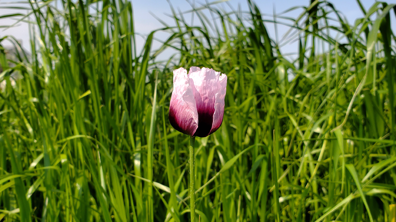春の草花探し 徒然なる阿弥慈の熊谷さんぽ 春の草花探し 徒然なる阿弥慈の熊谷さんぽ