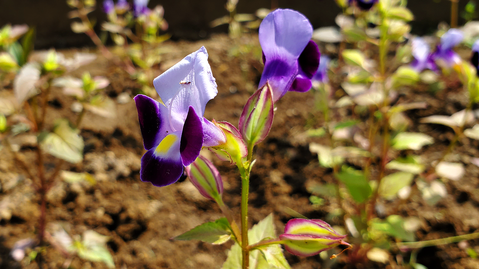 夏の菫 徒然なる阿弥慈の熊谷さんぽ