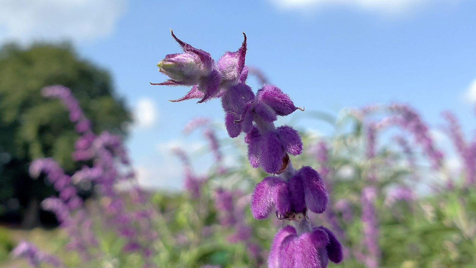 来路花の仲間 徒然なる阿弥慈の熊谷さんぽ