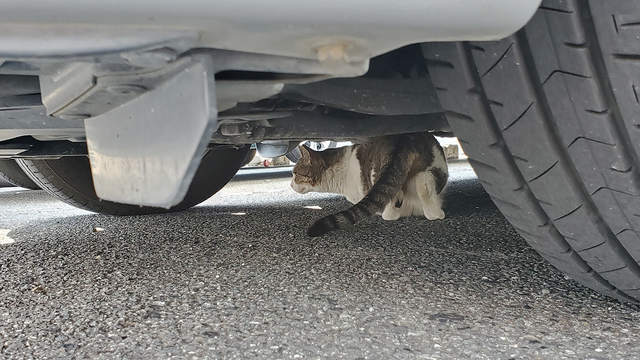 ネコ、野良猫