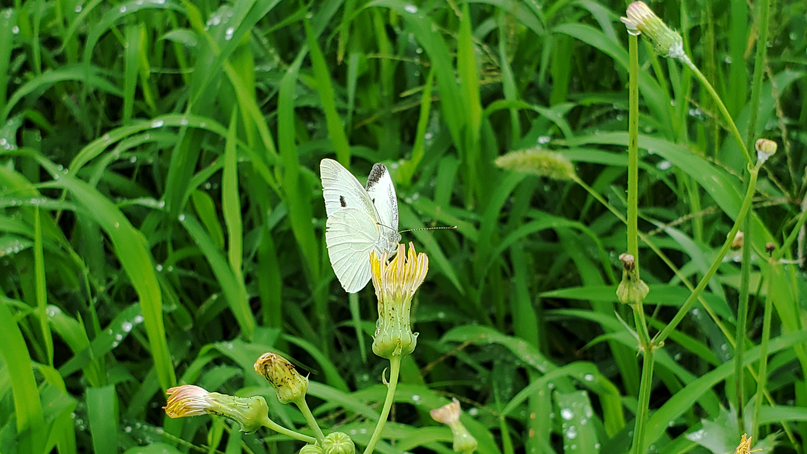 梅雨空の下で昆虫撮集part 徒然なる阿弥慈の熊谷さんぽ
