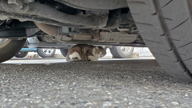 ネコ、野良猫