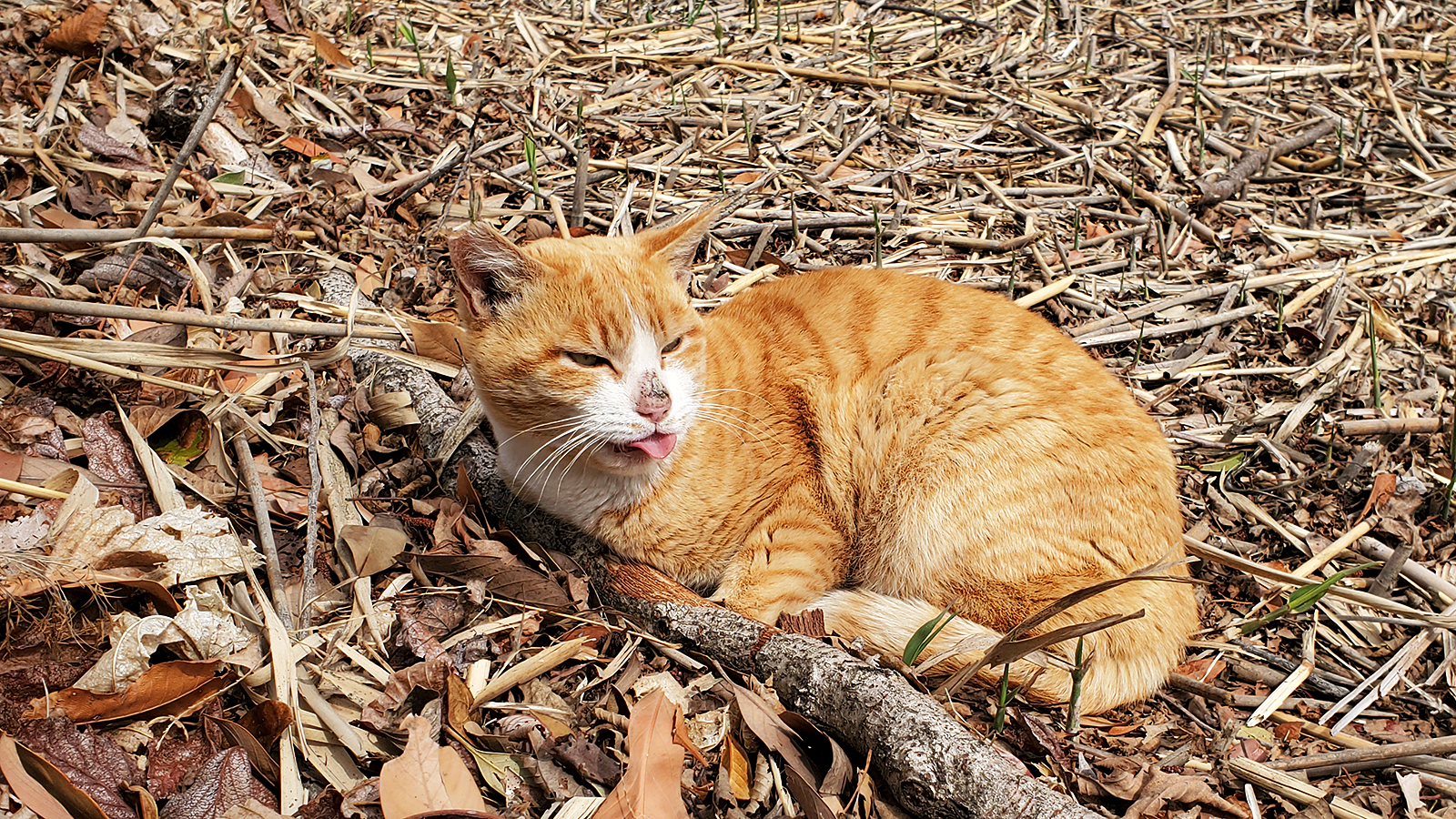 小満の候の野良猫 徒然なる阿弥慈の熊谷さんぽ 小満の候の野良猫 徒然なる阿弥慈の熊谷さんぽ