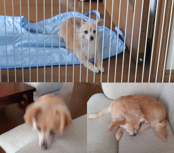 大谷翔平が投げる日というのは ｘ家の毎日