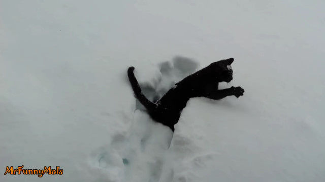 初めての雪に大はしゃぎ！庭かけまわるタイプの猫たちの映像集