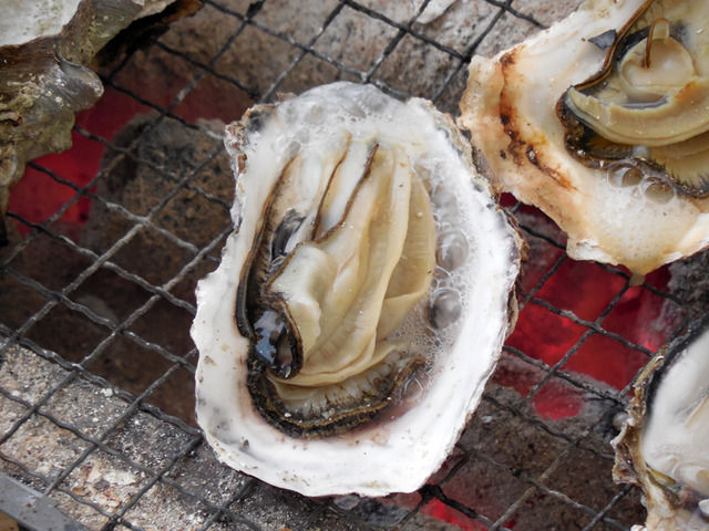 【乞食速報】デンマーク「海岸がカキでいっぱいで困っています、食べに来てください！」