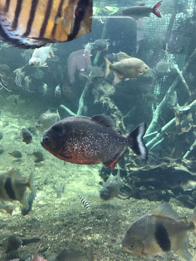 怖い魚 みずたま 水族館好きの溜まり場 怖い魚 みずたま 水族館好きの溜まり場
