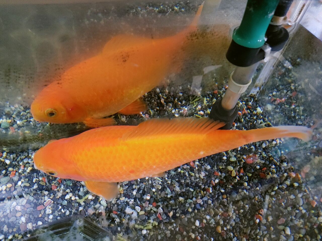 金魚はあまり動きません アーとミーのブログ