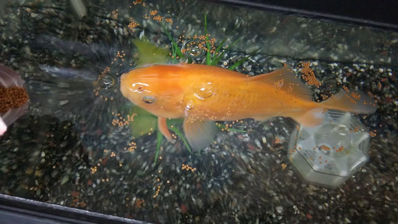 金魚がエサを食べている アーとミーのブログ