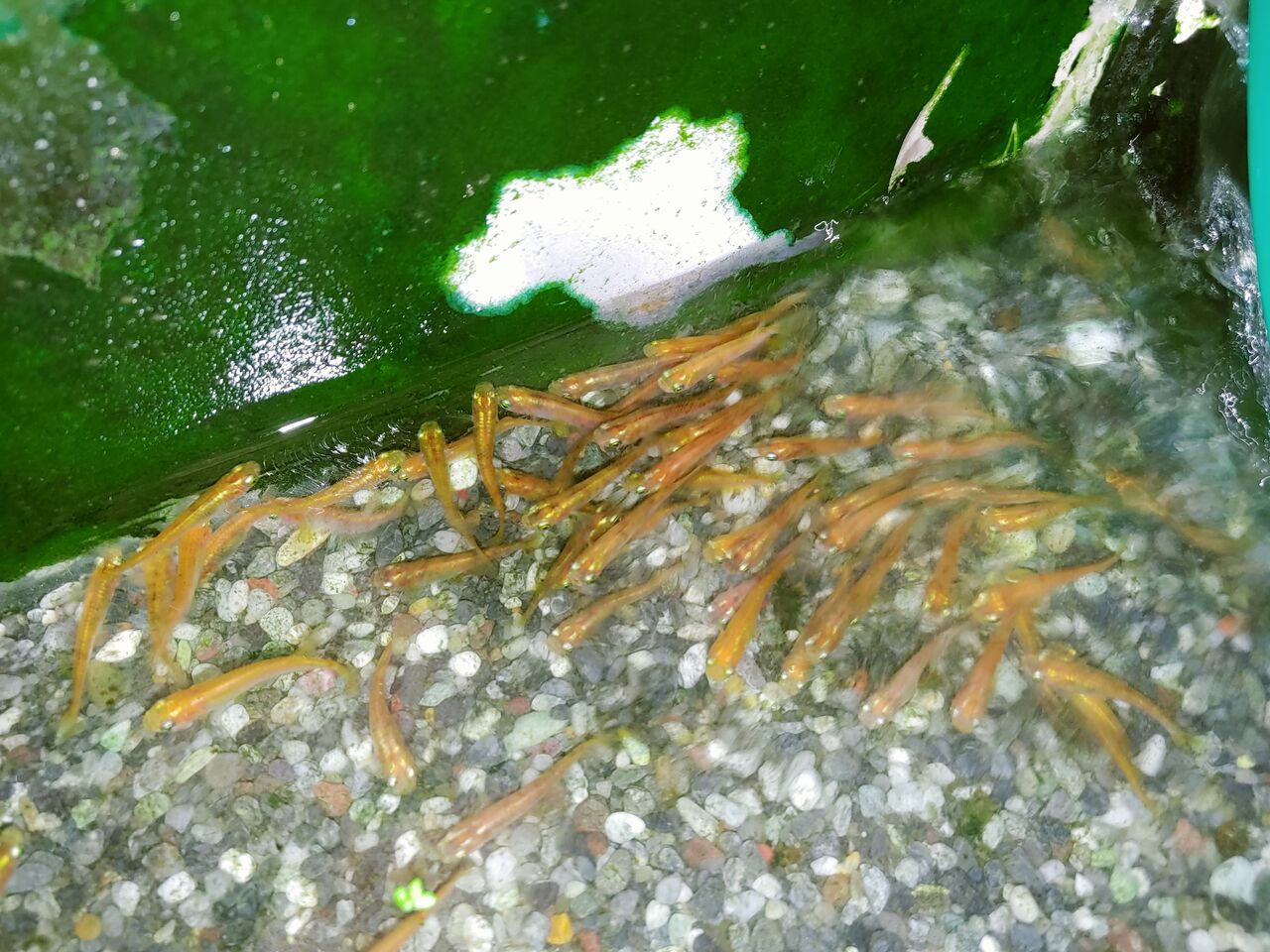 アーとミーのブログ 親メダカの水槽の水を換えました。