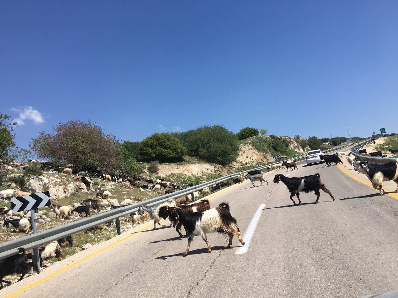 イスラエルの道路で見た光景がなかなかヤバかった話 ベーシストamitoのグルメデブログ イスラエルの道路で見た光景がなかなかヤバかった話 ベーシストamitoのグルメデブログ