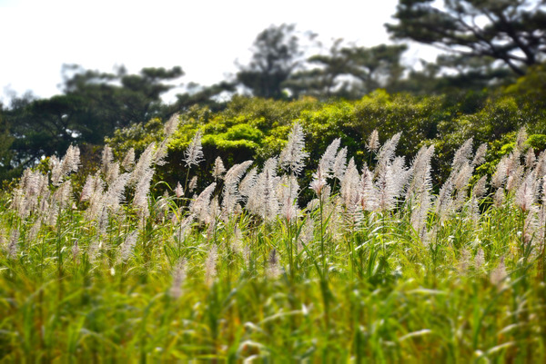 DSC_8071