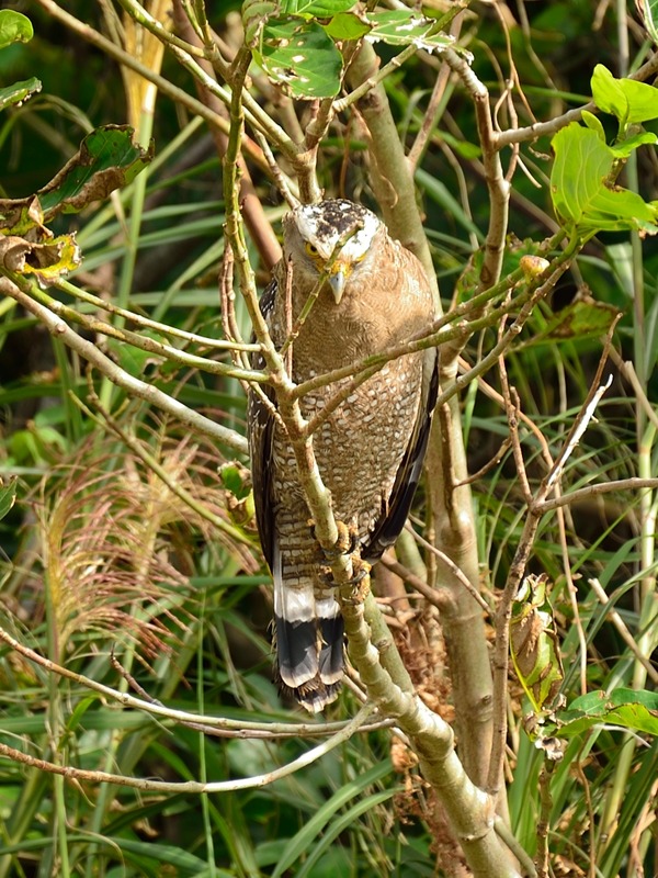 DSC_4834