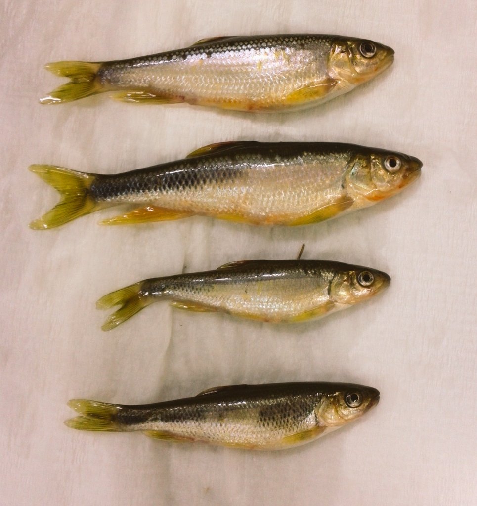 雑魚釣りの日々 道草の高尾日記