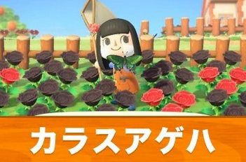 「あつまれどうぶつの森」、Ver. 1.2.0 配信！カラスアゲハの出現率減少に不満の声も