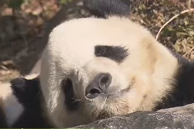 【画像】愛知からパンダを見に来た少年、見られなくて号泣…