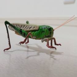 ヒェー 飛蝗 蝗害 ロッキートビバッタ バッタに関連した画像-01