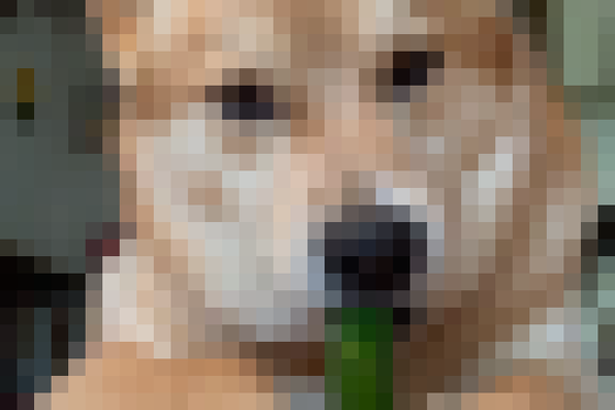 【動画】イッヌ、きゅうりを食べてご満悦