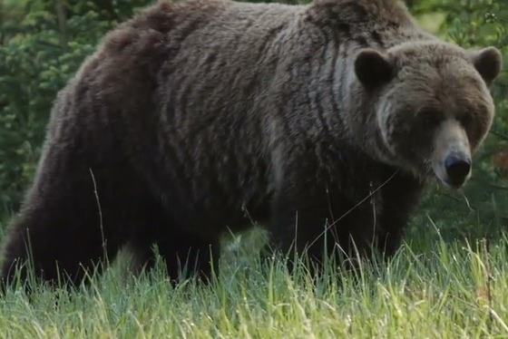 最強生物ヒグマにタイマンで勝てる動物一覧がこちら