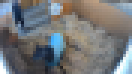 【悲報動画】浜本牧場、仔馬に殴る蹴る等の暴行を加え炎上