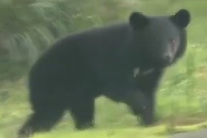 【画像】クマサン、ついに東京都心へ向けて進撃を開始！圏央道の結界越えｗｗｗｗｗ