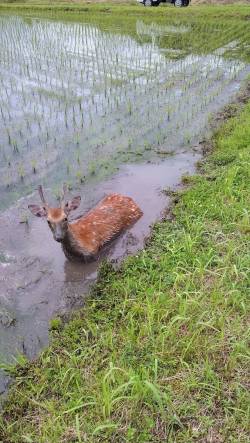 【悲報】シカさん、ハマってしまう