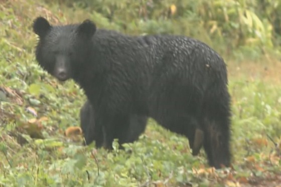 クマのせいでキャンセルが相次ぐキャンプ場、「クマが出たら宿泊料金の2倍返金キャンペーン」開始ｗｗｗｗｗ