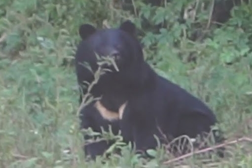 【速報】山形県の小学校にクマ出現、窓ガラスを叩き割る