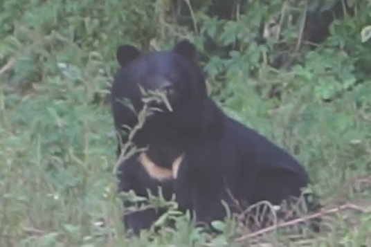 クマに襲われ顔にケガ負うも追いかけて自ら駆除した80歳のハンターが強すぎる